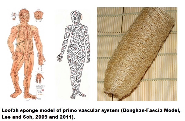 Loofah sponge model of primo vascular system (Bonghan-Fascia Model, Lee and Soh, 2009 and 2011).